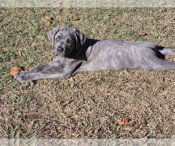Medium Photo #12 Cane Corso Puppy For Sale in COLUMBIA, SC, USA