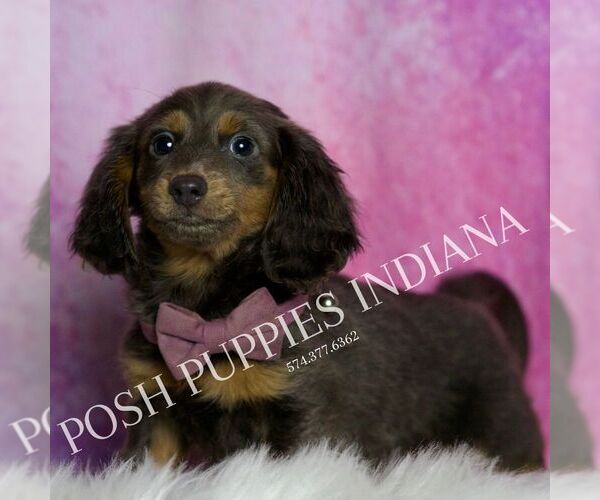 Medium Photo #5 Dachshund Puppy For Sale in WARSAW, IN, USA