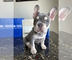 Small #3 French Bulldog