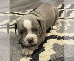 Puppy 2 Olde English Bulldogge