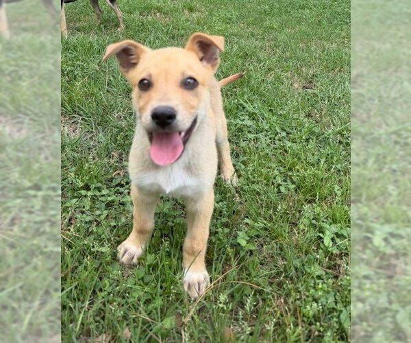 Medium Photo #2 Labrador Retriever-Unknown Mix Puppy For Sale in Oak Bluffs, MA, USA