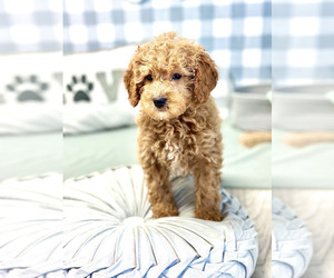 Goldendoodle (Miniature) Puppy for sale in MARIETTA, GA, USA