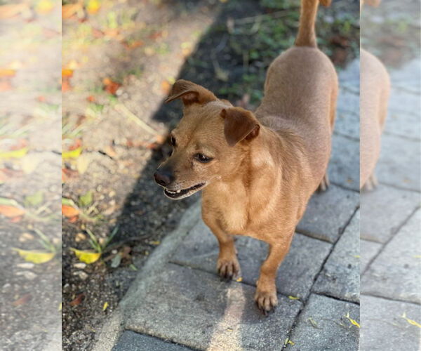 Medium Photo #3 Chiweenie Puppy For Sale in Weston, FL, USA