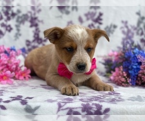 Australian Cattle Dog Puppy for sale in LANCASTER, PA, USA