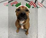 Small American Pit Bull Terrier