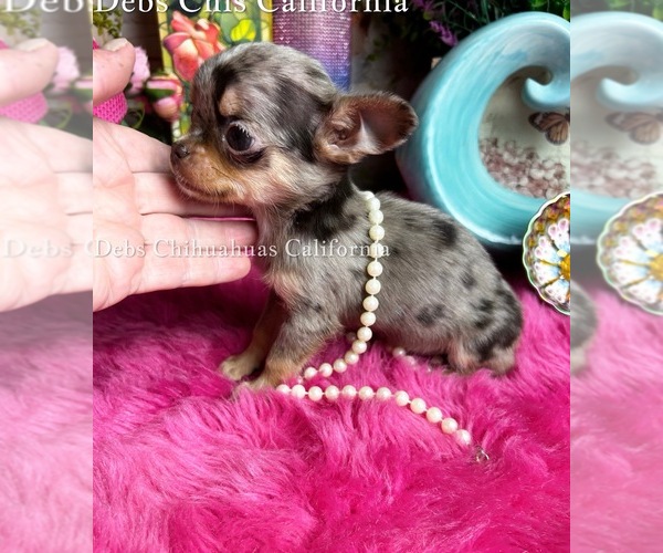 Medium Photo #6 Chihuahua Puppy For Sale in TRACY, CA, USA