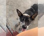 Small Mutt