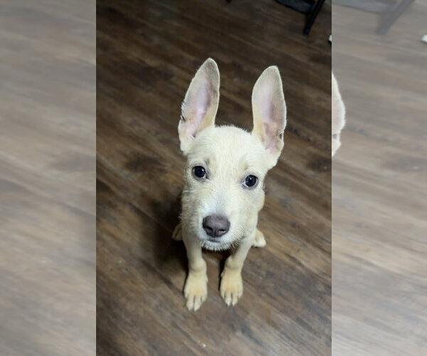 Medium Photo #5 Mutt Puppy For Sale in Oakhurst, NJ, USA