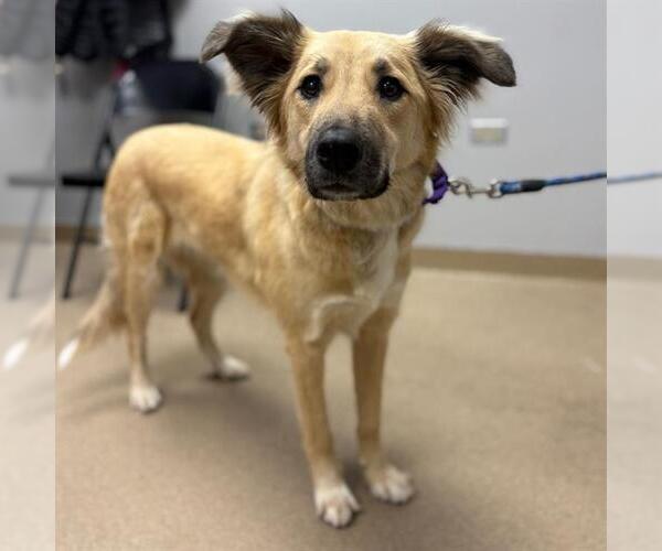 Medium Photo #1 German Shepherd Dog-Unknown Mix Puppy For Sale in Aurora, CO, USA