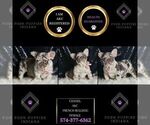 Small Photo #9 French Bulldog Puppy For Sale in WARSAW, IN, USA