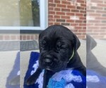 Small #1 Cane Corso