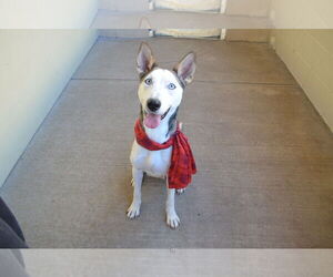 Siberian Husky-Unknown Mix Dogs for adoption in McKinney, TX, USA