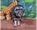 Small Photo #5 Goldendoodle (Miniature) Puppy For Sale in BLACK FOREST, CO, USA