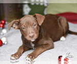 Small #3 Labrador Retriever Mix