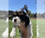 Small Photo #13 Cavalier King Charles Spaniel Puppy For Sale in SANTA ROSA, CA, USA