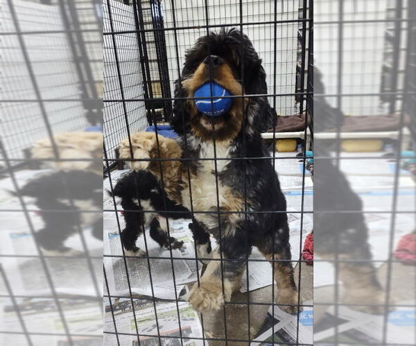 Medium Photo #3 Cocker Spaniel Puppy For Sale in Mukwonago, WI, USA