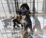 Small #2 Cocker Spaniel