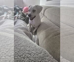 Chihuahua Dogs for adoption in Rosenberg, TX, USA