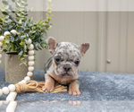 Small Photo #12 Faux Frenchbo Bulldog Puppy For Sale in NEW CONCORD, OH, USA