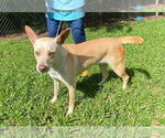 Small #1 Carolina Dog Mix