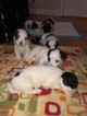 Small Photo #4 Havanese Puppy For Sale in TEANECK, NJ, USA