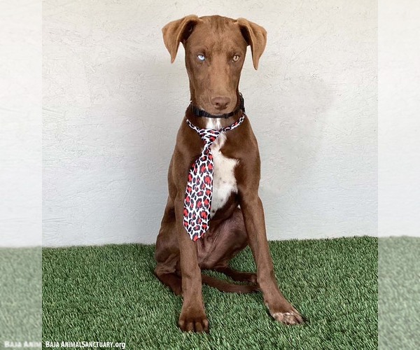 Medium Photo #11 Chocolate Labrador retriever-Unknown Mix Puppy For Sale in San Diego, CA, USA