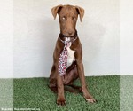 Small Photo #11 Chocolate Labrador retriever-Unknown Mix Puppy For Sale in San Diego, CA, USA