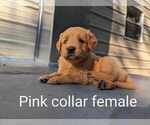 Small Photo #14 Golden Retriever Puppy For Sale in RAEFORD, NC, USA