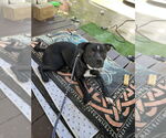 Small #7 American Staffordshire Terrier-Labrador Retriever Mix
