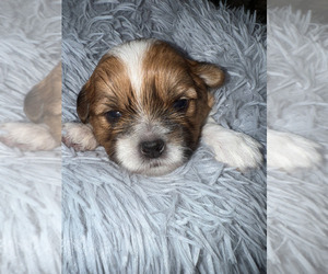 Medium Shorkie Tzu