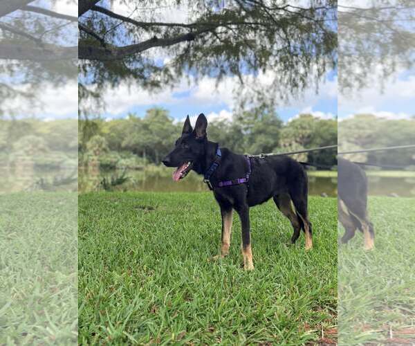 Medium Photo #2 Mutt Puppy For Sale in Pompano Beach , FL, USA