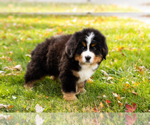 Medium Photo #3 Bernese Mountain Dog Puppy For Sale in MILLERSBURG, IN, USA
