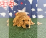 Small #5 Golden Retriever