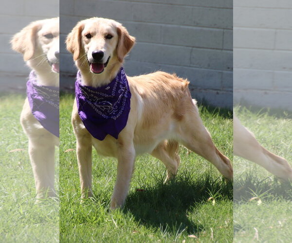 Medium Photo #1 English Setter-Golden Retriever Mix Puppy For Sale in Glendale , AZ, USA
