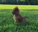 Small Photo #4 Yoranian Puppy For Sale in LEWISBURG, KY, USA