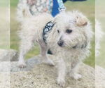 Small #7 Mutt