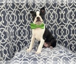 Small Photo #4 Boston Terrier Puppy For Sale in LAKELAND, FL, USA