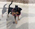 Small #4 Miniature Pinscher