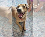 Small #9 Dachshund-Labrador Retriever Mix