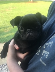 Pug Puppy for sale in PELZER, SC, USA