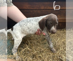 German Shorthaired Pointer Puppy for sale in BONIFAY, FL, USA