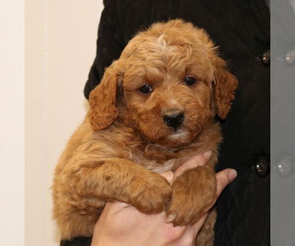 Medium Photo #6 Goldendoodle (Miniature) Puppy For Sale in EPHRATA, PA, USA