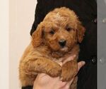 Small Photo #6 Goldendoodle (Miniature) Puppy For Sale in EPHRATA, PA, USA