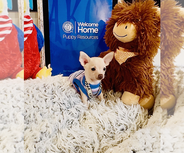 Medium Photo #5 Chihuahua Puppy For Sale in ATHENS, GA, USA