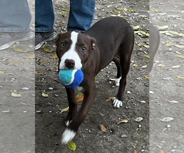 Medium Photo #3 American Pit Bull Terrier-Border Collie Mix Puppy For Sale in Incline Village, NV, USA
