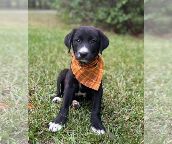 Medium Photo #1 Labrador Retriever-Unknown Mix Puppy For Sale in Holly Springs, NC, USA