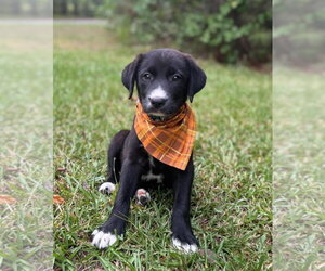 Labrador Retriever-Unknown Mix Dogs for adoption in Holly Springs, NC, USA