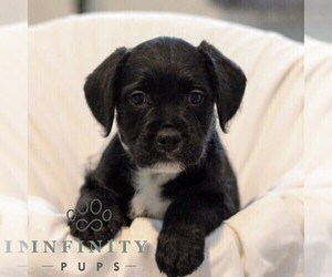 Medium French Bulldog-Goldendoodle Mix