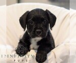 Small French Bulldog-Goldendoodle Mix