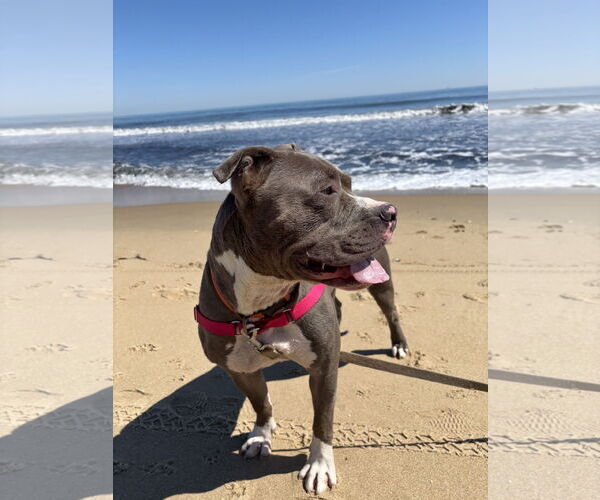 Medium Photo #3 American Pit Bull Terrier-Unknown Mix Puppy For Sale in Virginia Beach, VA, USA